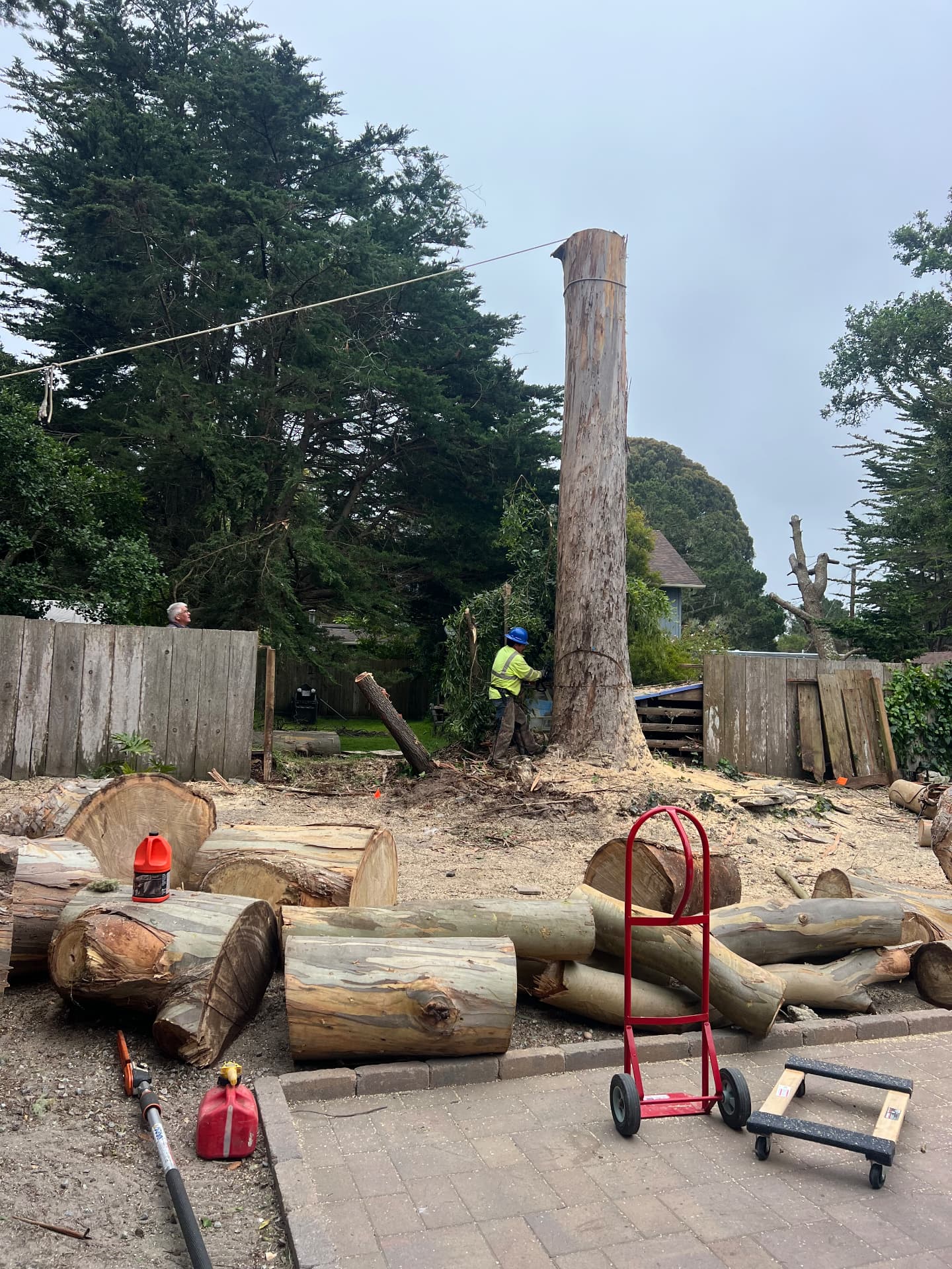 Eucalyptus removal with rigging and debris cleanup